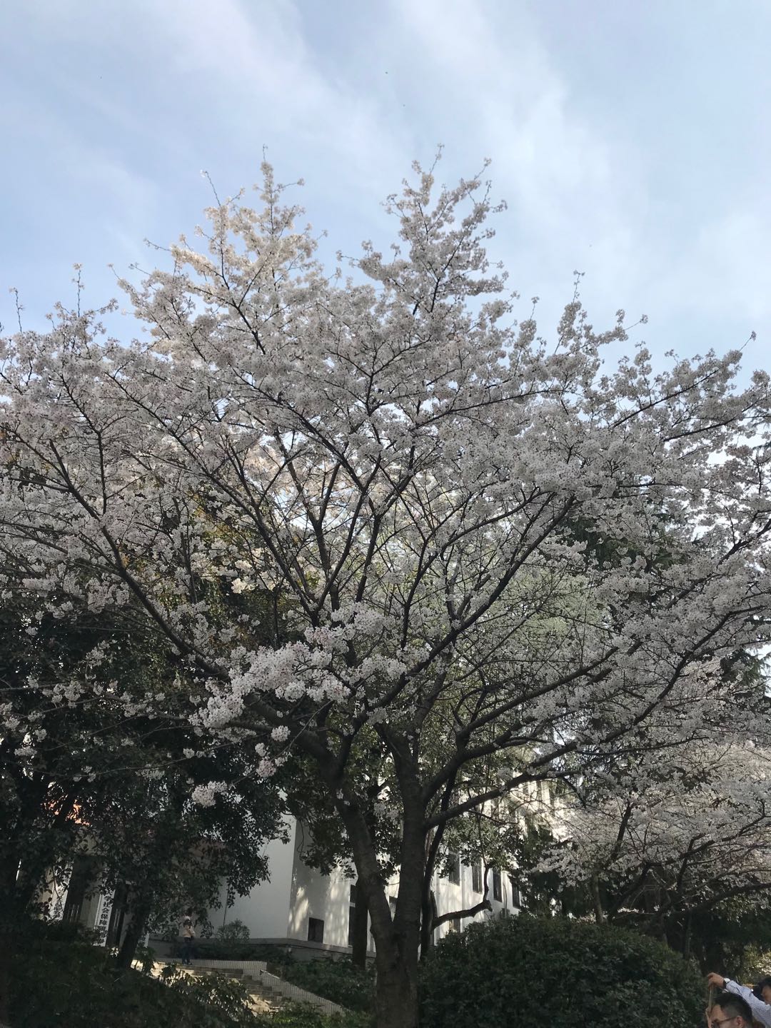 樱花花语：樱花的三个传说