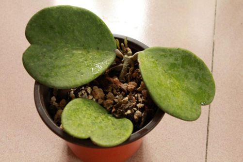 心叶球兰的养殖方法,学会这几点一片叶子就能活?
