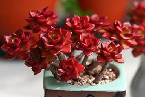 多肉植物应该什么时候浇水？多肉植物浇水秘诀