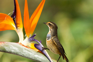 十二星座之射手座的花语：蝴蝶兰、天堂鸟花