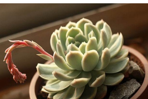 多肉花剑繁殖方法，多肉花剑它可是生“小崽”的好东西！