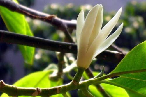 白兰花的养殖方法和注意事项，做好这些爆盆不在话下