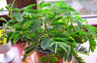 含羞草可以在室内养吗 含羞草可以放在卧室吗