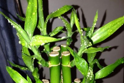 富贵竹土养方法