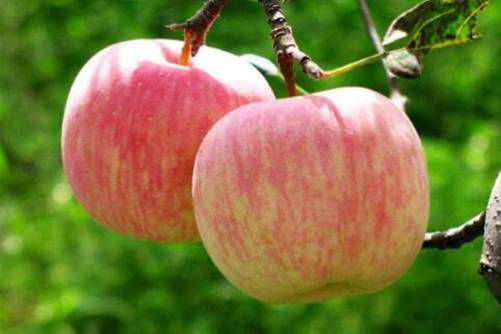 苹果什么时间吃最好，这个时间吃最好，可别吃错了哦