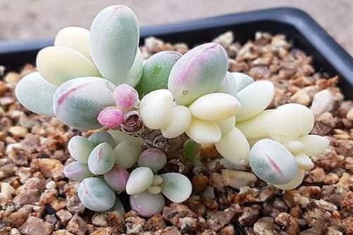 乒乓福娘怎么养？简单几步将叶子养成像乒乓球一样圆