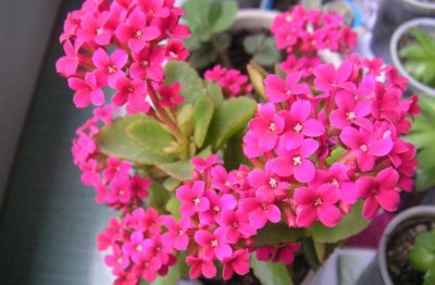 长寿花可以养几年