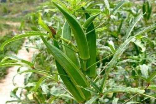 黄秋葵花的功效与作用，不光保健功能好，还能美容养颜