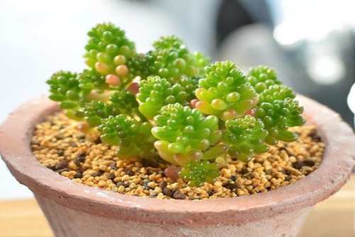 红色浆果多肉怎么养？红色浆果多肉快到我碗里来！