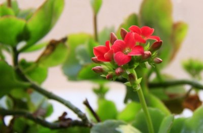 长寿花怎么养成老桩