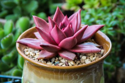 罗密欧多肉怎么养？多肉植物罗密欧的养殖方法和注意事项