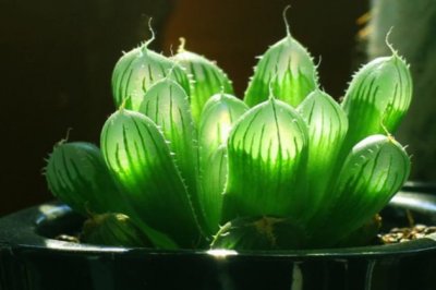 玉露冬天怎么养？冬季多肉植物玉露的养殖方法和注意事项