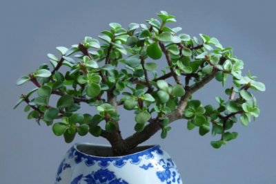 金枝玉叶冬季怎么养？