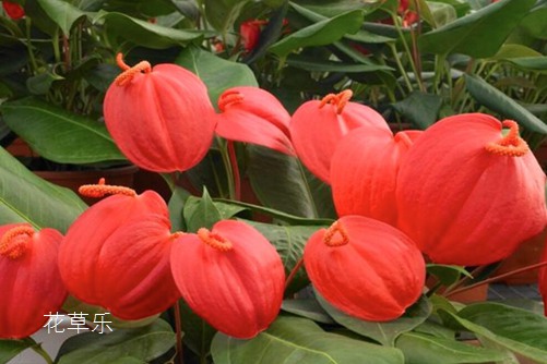 火鹤花是狮子座的守护花，火鹤的花语是什么？适合送什么人呢？