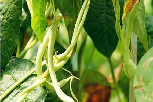 缸豆的做法，缸豆最好吃的几种做法，一盘都不够一人吃