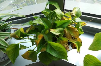 绿萝怕晒太阳吗 绿萝怕阳光晒吗