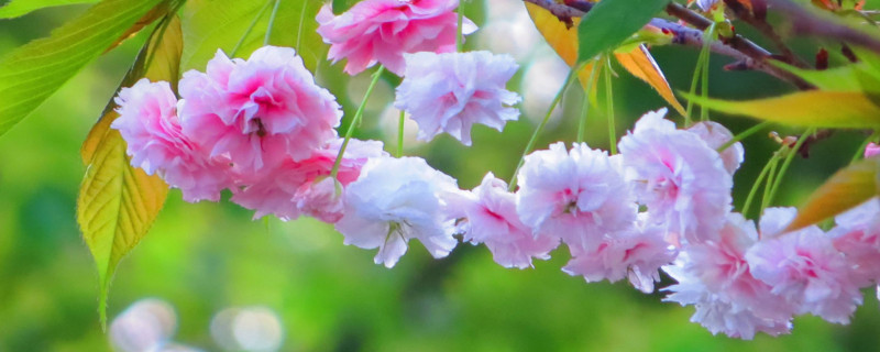 樱花的花语是什么