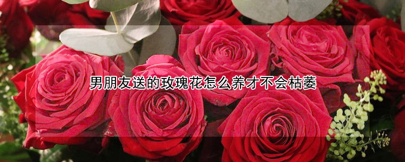 男朋友送的玫瑰花怎么养才不会枯萎