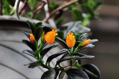 金鱼吊兰冬天怎么养？