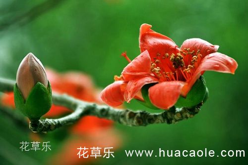 木棉花的花语及木棉花开的特征介绍