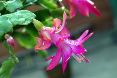 蟹爪兰怎么养才能开花