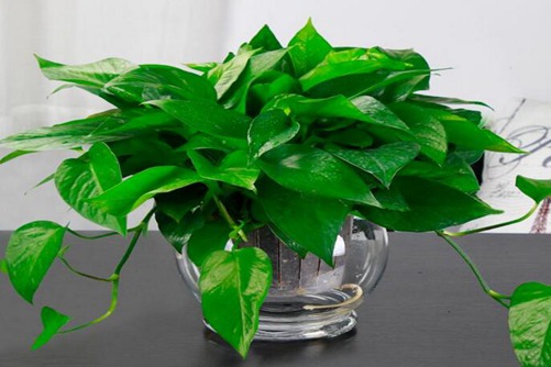 水培绿萝怎么养  水培绿萝养殖方法
