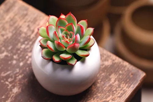 雨燕座多肉的养殖方法,多肉雨燕座的图片欣赏