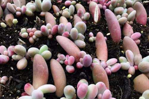 多肉叶插发芽后怎么办？提高养活率只需要掌握这些要点