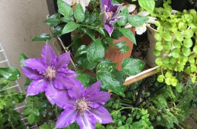 铁线莲的养殖方法