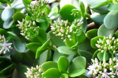 玉树冬天怎么养护？玉树冬天怎么浇水？