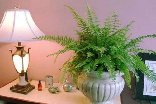 波斯顿蕨怎么修剪，波斯顿蕨的养殖方法介绍