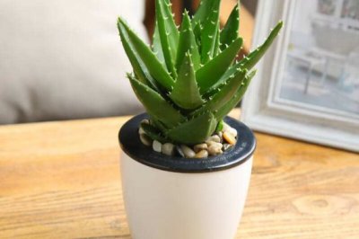 水培芦荟的养殖方法和注意事项