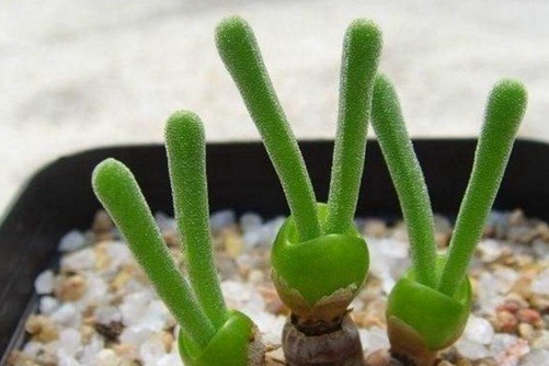 碧光环图片，萌萌哒的碧光环小兔子图片欣赏