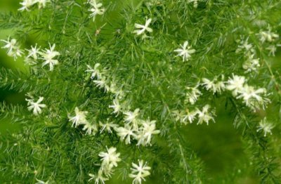 文竹种植方法和注意事项