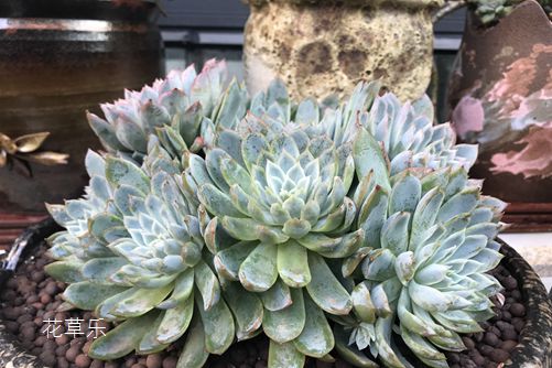 紫罗兰女王图片欣赏，愿岁岁年年，好花常开，好景常在