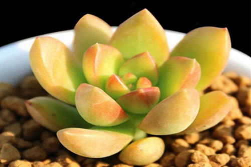 多肉黄丽怎么养,黄丽多肉这样养连连爆盆