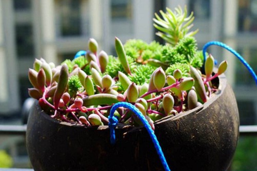 紫玄月养殖, 紫玄月好养好看易爆盆