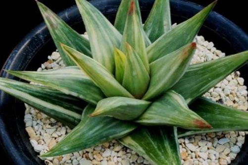 瑞鹤多肉怎么养？多肉瑞鹤的养殖方法及注意事项