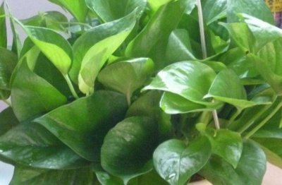 绿萝黄叶的原因