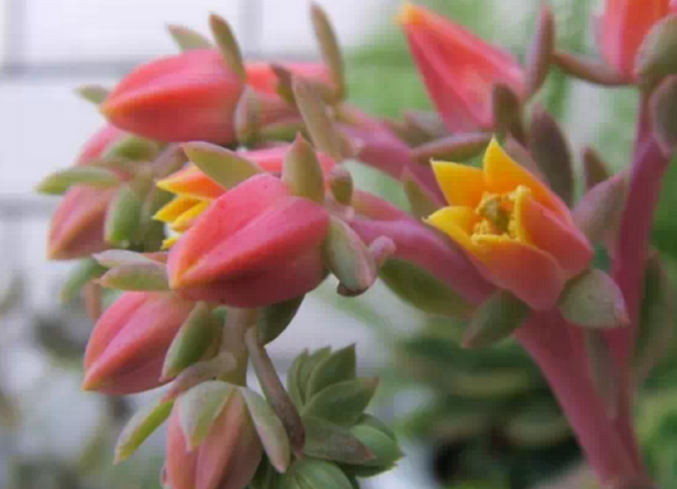 玉蝶开花吗？时光不语，静待花开