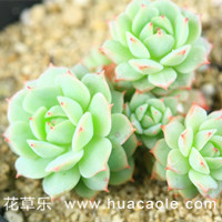 静夜披黄卷，青藜照五行—静夜多肉怎么养