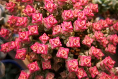 小米星怎么养？