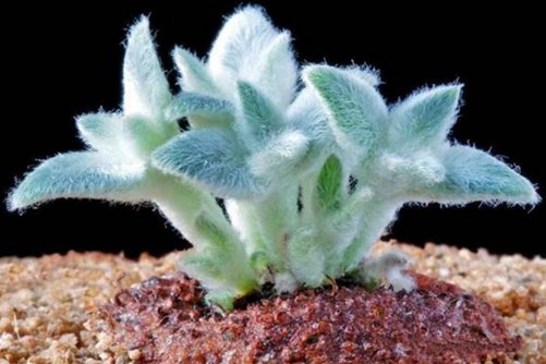 断崖女王的养殖，做好这几点养出的女王如天鹅般从容优雅