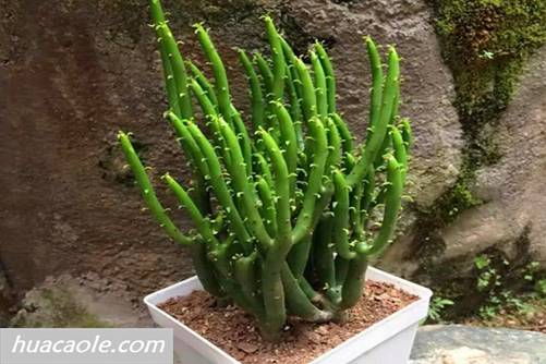 膨珊瑚的养殖方法 膨珊瑚是最好养的多肉植物，易爆盆