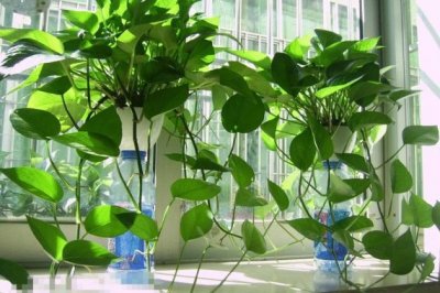 春天绿萝全都死了是什么原因？绿萝春天烂根且叶子发黄了怎么办？