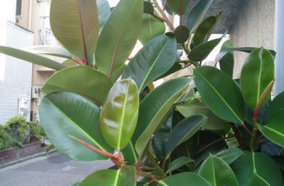 橡皮树的养护方法和管理知识要点及注意点