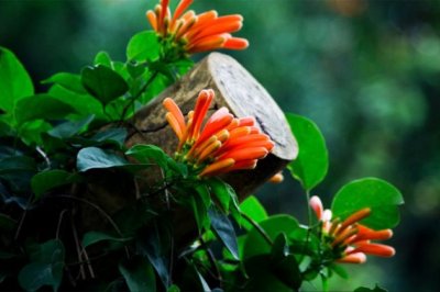 炮仗花的养殖方法和注意事项