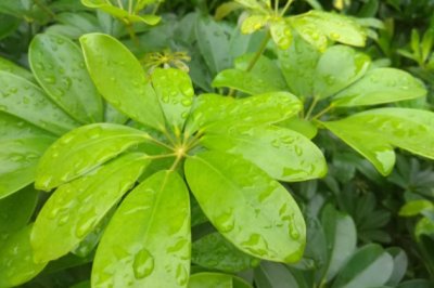 鸭掌木养殖方法技巧