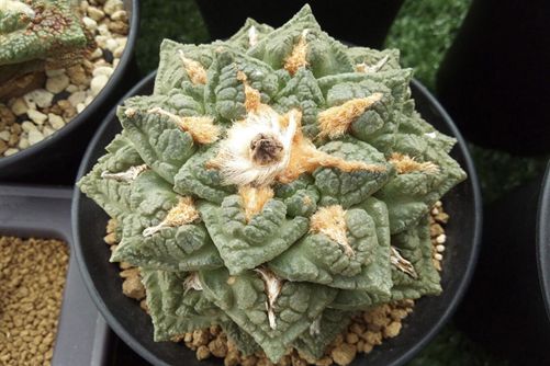 龟甲牡丹价格贵吗，熊猫级龟甲牡丹稀有惹人爱