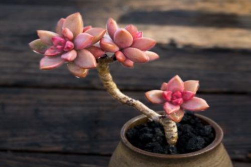 可爱的多肉品种，这几种呆萌可爱的多肉你家有吗